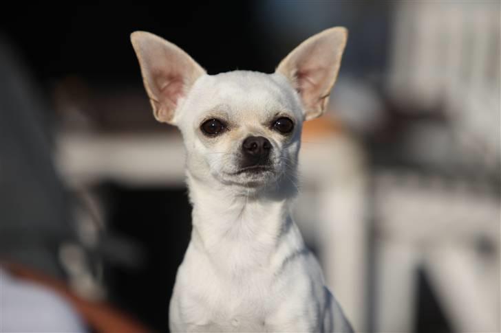 Chihuahua Anton billede 1