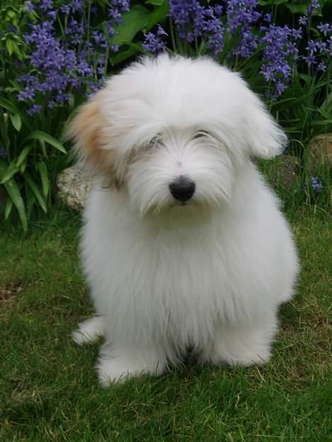 Coton de tulear Bianca  - Efter bad og føntørring billede 12