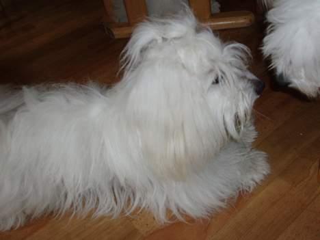 Coton de tulear Bianca  - Jeg har lige været på ferie, og så mødte jeg min far. Det er ham her... billede 13