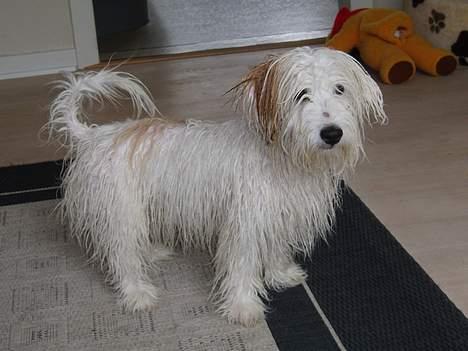 Coton de tulear Bianca  - Ja... Bianca krymper i vask billede 14