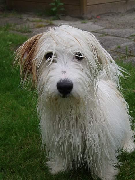Coton de tulear Bianca  - Før føntørring billede 15