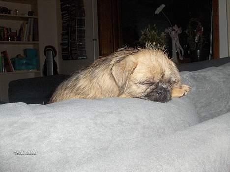 Blanding af racer Møffi - Zzzz billede 9