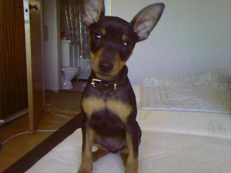 Dvaergpinscher  * (¯`'Raul Morris'´¯) * - Tak fordi du besøgte min side... billede 20