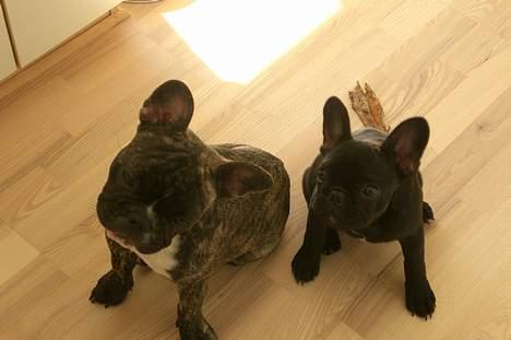 Fransk bulldog Emma - Mig og kusine Maggie :) *NYT* - 20 uger billede 13