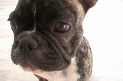 Fransk bulldog Emma - *NYT* billede 14