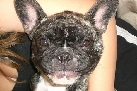 Fransk bulldog Emma - Hehe hvor er du bare sjov :D Kan slet ikke stoppe... Det kilder i min mave ;) *NYT* billede 15
