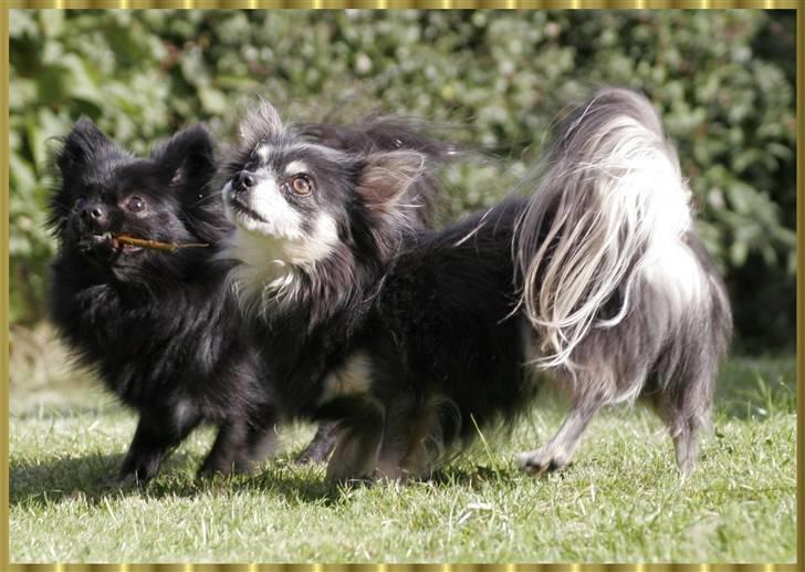 Blanding af racer Banditræven (Silche) 6år - Læg liiiiiiiiige mærk til hvem det fik grenen..........Og så kalder de ham Lynet......tsh tsh  billede 15