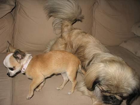 Pekingeser Molly  billede 12