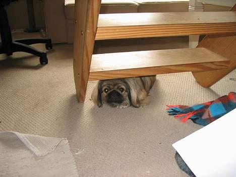 Pekingeser Molly  billede 13