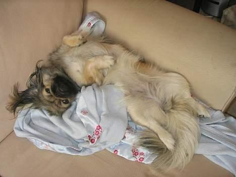 Pekingeser Molly  billede 14