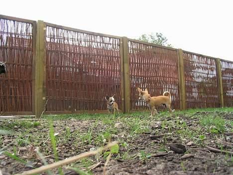 Chihuahua Malou billede 11