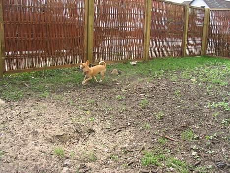 Chihuahua Malou billede 12