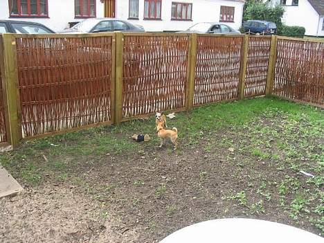 Chihuahua Malou billede 13