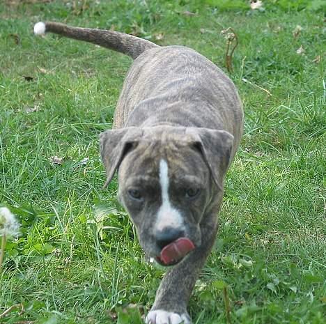 Amerikansk staffordshire terrier  'Lotus' - slurrb... billede 2