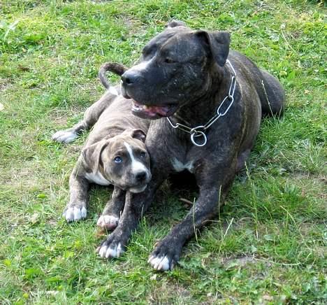 Amerikansk staffordshire terrier  'Lotus' - Åhhh moar min moar :) billede 3