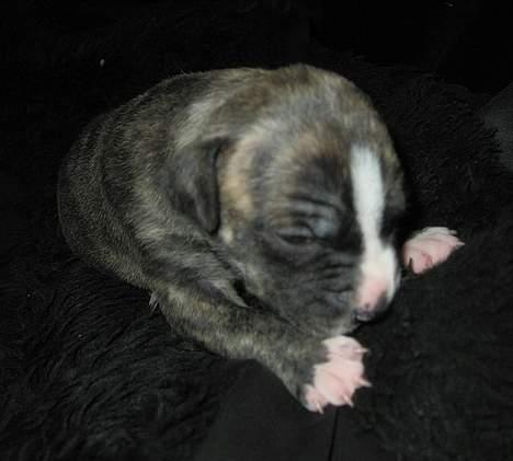 Amerikansk staffordshire terrier  'Lotus' - 2 uger billede 6