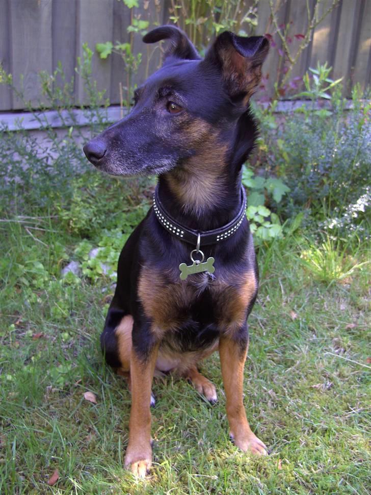 Blanding af racer Nicki -Foxterrier/Schæfer - Velkommen til Nicki´s profil - august 08 billede 1