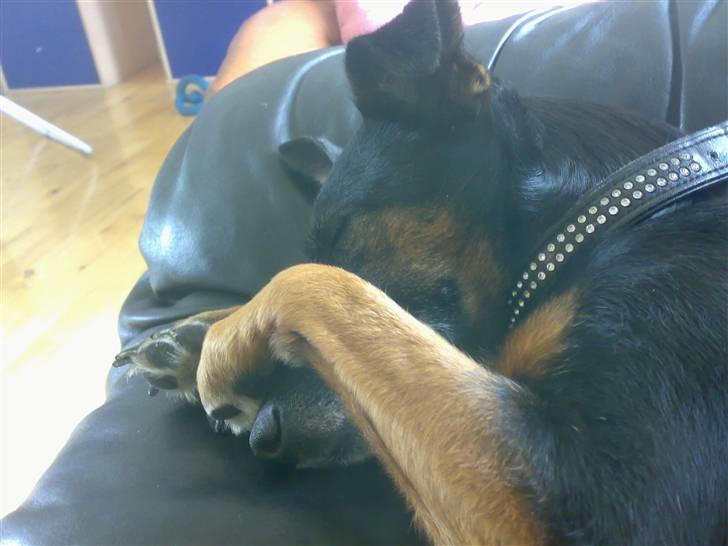 Blanding af racer Nicki -Foxterrier/Schæfer - Eyy mor jeg ligger lige og sover..! billede 2