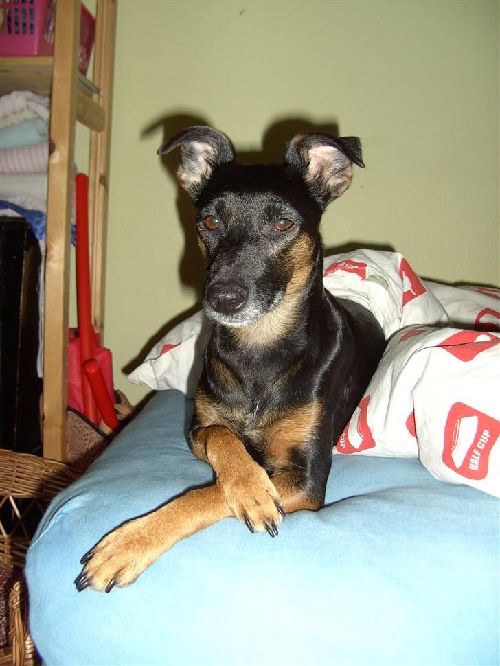 Blanding af racer Nicki -Foxterrier/Schæfer billede 3