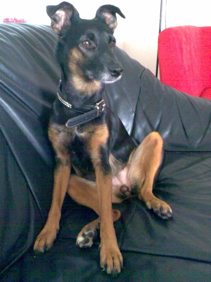 Blanding af racer Nicki -Foxterrier/Schæfer - Ja jeg stener tv! billede 4