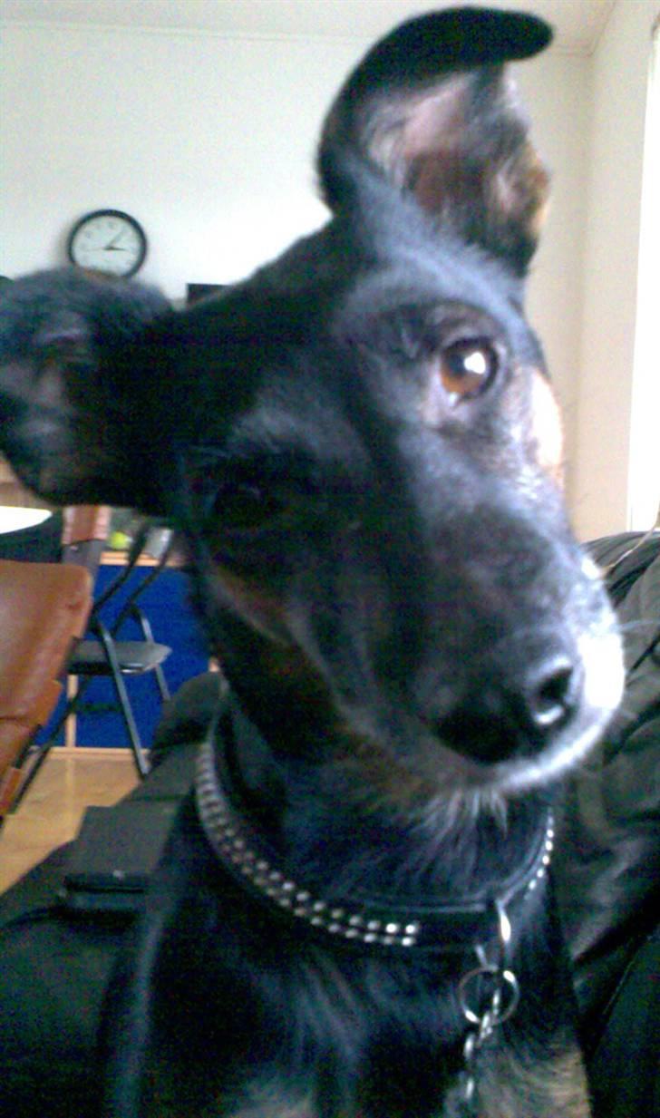 Blanding af racer Nicki -Foxterrier/Schæfer billede 5