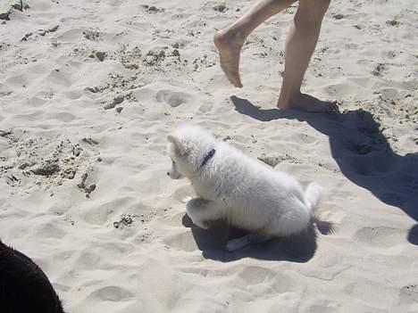 Dansk Spids Baloo billede 7