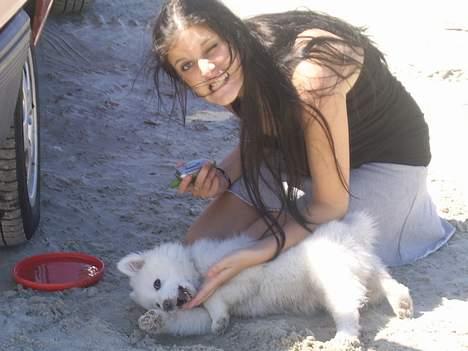 Dansk Spids Baloo billede 8