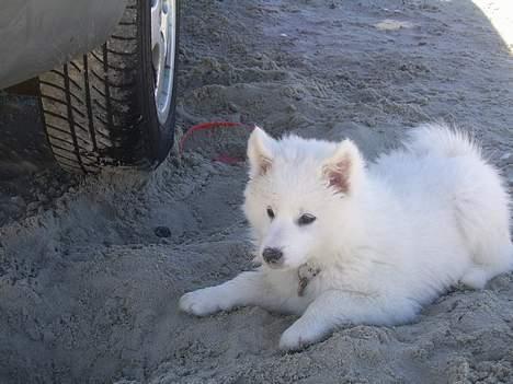 Dansk Spids Baloo billede 9