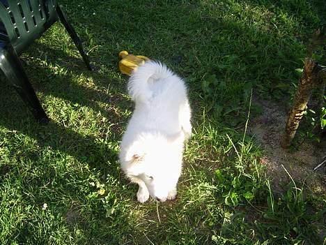 Dansk Spids Baloo billede 10