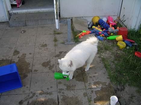 Dansk Spids Baloo billede 11