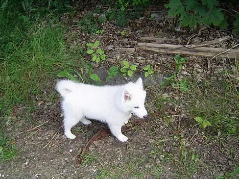 Dansk Spids Baloo billede 12