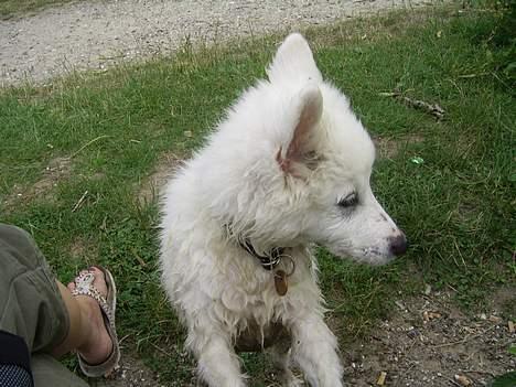 Dansk Spids Baloo billede 13