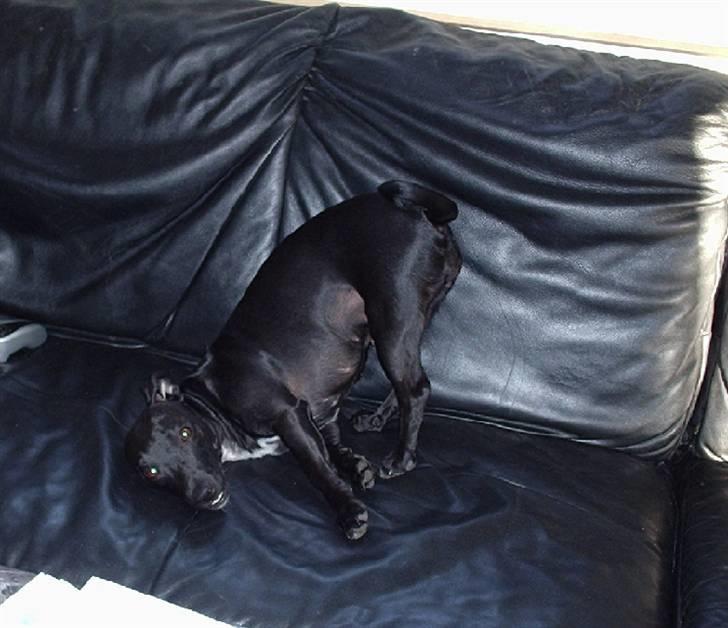 Blanding af racer Silke *Bor hos min venind billede 1