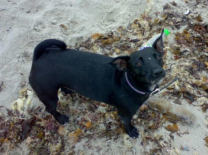 Blanding af racer Silke *Bor hos min venind - Aahh en dag ved stranden billede 2