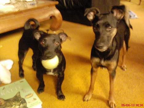 Blanding af racer Silke *Bor hos min venind - Mig & min storesøster Nicki - Det er mig med bolden.. billede 3