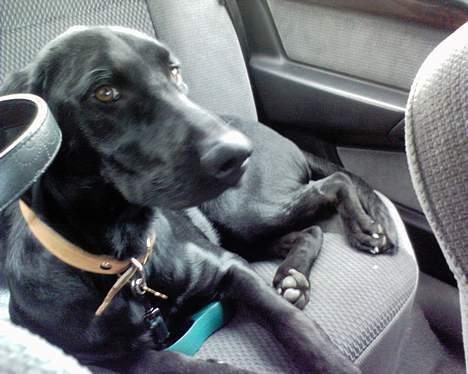 Blanding af racer speedy billede 20