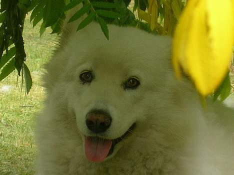 Samojedhund sandra billede 6