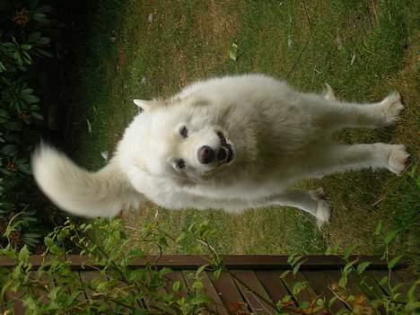 Samojedhund sandra billede 7