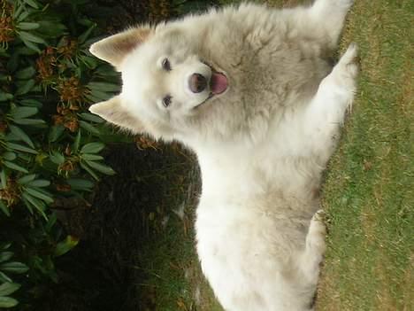 Samojedhund sandra billede 8