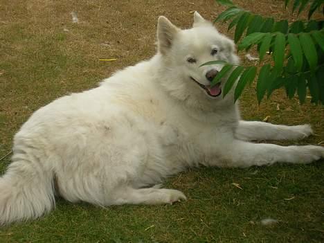 Samojedhund sandra billede 9
