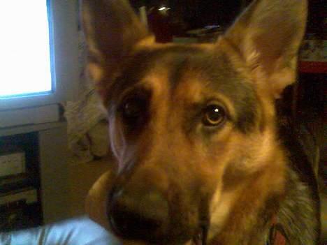 Schæferhund Nicole - Hej her er jeg så . billede 1