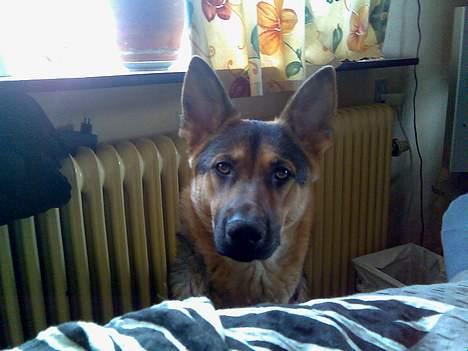 Schæferhund Nicole - Hi Hi den dyne kunne jeg godt tænke mig at få snuden i . billede 2