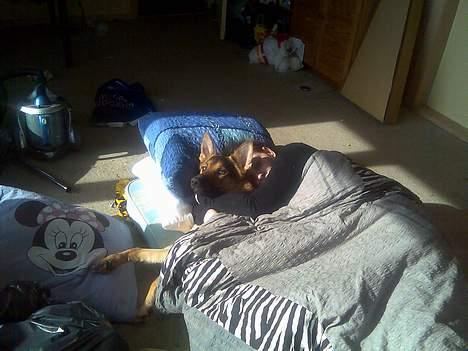 Schæferhund Nicole - Se hvad jeg har fået lov til ,- jeg ligger og putter ved min storesøster. Ih dejligt billede 3