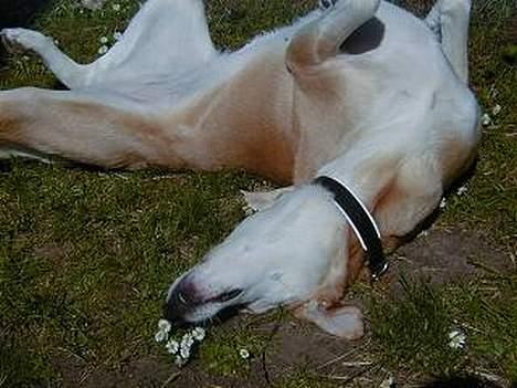 Blanding af racer Soffie billede 9