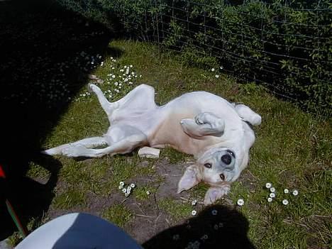 Blanding af racer Soffie billede 10