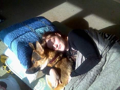 Schæferhund Nicole - Jeg putter stadig billede 4