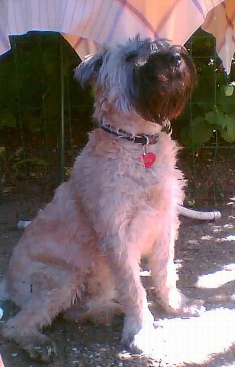 Irish softcoated wheaten terrier Bess [R.I.P.] - En dejlig sommerdag hvor Bess sidder i gården og hygger sig. billede 1