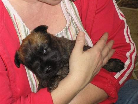 Irish softcoated wheaten terrier Bess [R.I.P.] - Bess anden gang vi så hende og havde besluttet os for hende. ca. en måned gammel. billede 2