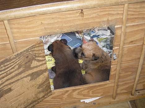 Irish softcoated wheaten terrier Bess [R.I.P.] - Bess sammen med hendes bror Brotus. Bess er den mørkeste af dem. billede 3