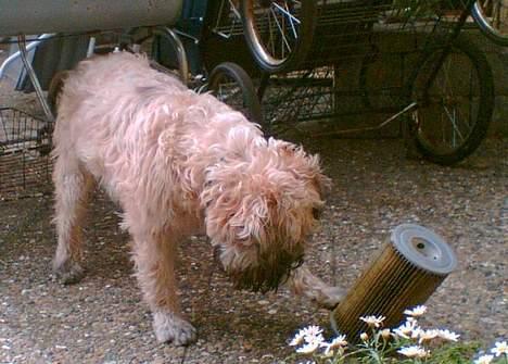 Irish softcoated wheaten terrier Bess [R.I.P.] - Bess forstår ikke hvorfor den kun kan rulle på den ene led og ikke på højkant. billede 5